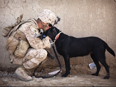 Military Service Member with Dog